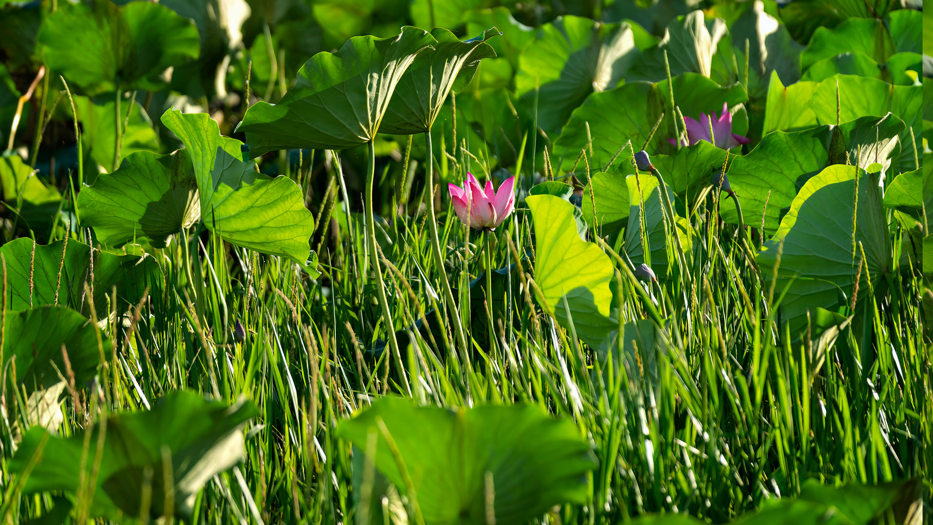 Kakadu National Park - Bootstour im Yellow Water Billabong